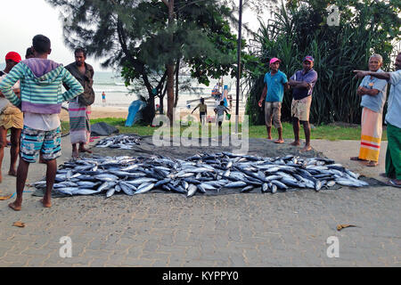 Le Weligama, Sri Lanka, 01-06-2018 : marché aux poissons élémentaire sur la route. Les pêcheurs vendent les prises de jour de thon, les gens se sont réunis autour. Banque D'Images