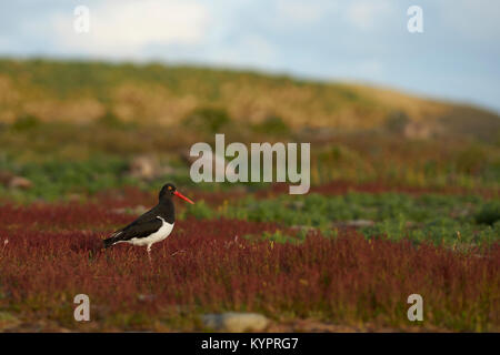 Magellanic Oystercatcher (Haematopus leucopodus) Comité permanent parmi les herbes d'été sur l'île plus sombre dans les îles Falkland. Banque D'Images