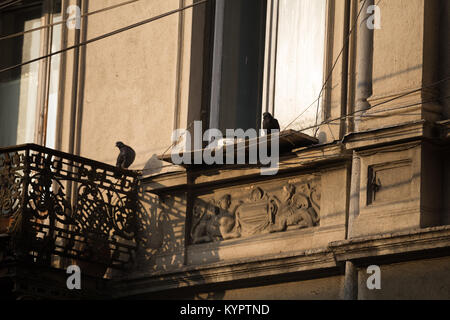 Pigeons sur un rebord Banque D'Images