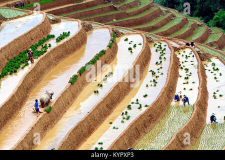 Le repiquage du riz dans les terrasses inondées dans une pente raide. Ha Giang, Vietnam du nord-ouest de la province. Banque D'Images