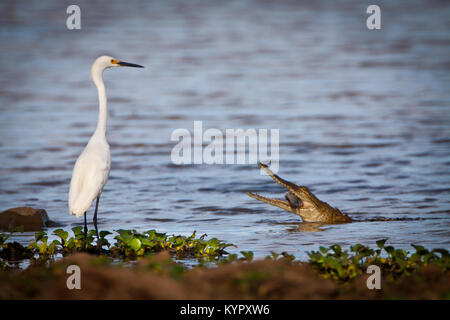 Grande Aigrette et à lunettes Cayman la consommation de poisson dans la Cienaga de las Macanas, Herrera province, République du Panama. Banque D'Images