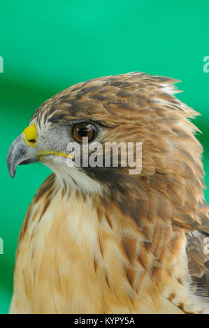 À queue rousse (Buteo jamaicensis) isolé sur un fond vert très gros plan. Banque D'Images