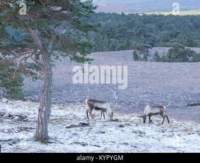 En quête de deux rennes les Cairngorms Banque D'Images