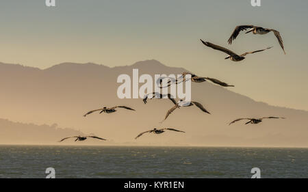 Un troupeau de pélicans bruns volant au-dessus de l'océan Pacifique dans la baie de San Francisco au crépuscule. Banque D'Images