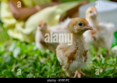 Une semaine sans les poussins vont jouer avec les enfants (Rhode Island Red Race), dans un cadre naturel, Townsville, Queensland, Australie Banque D'Images