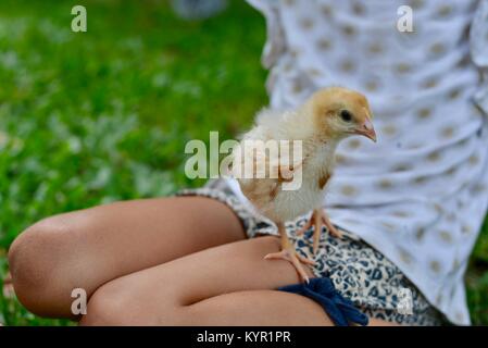 Une semaine sans les poussins vont jouer avec les enfants (Rhode Island Red Race), dans un cadre naturel, Townsville, Queensland, Australie Banque D'Images