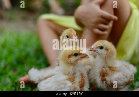 Une semaine sans les poussins vont jouer avec les enfants (Rhode Island Red Race), dans un cadre naturel, Townsville, Queensland, Australie Banque D'Images