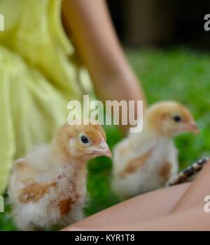 Une semaine sans les poussins vont jouer avec les enfants (Rhode Island Red Race), dans un cadre naturel, Townsville, Queensland, Australie Banque D'Images