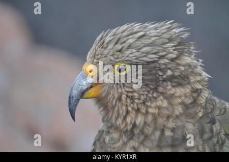 Kea, le seul perroquet alpin à la menace d'extinction, le pic d'Avalanche, Arthur's Pass, Nouvelle-Zélande Banque D'Images