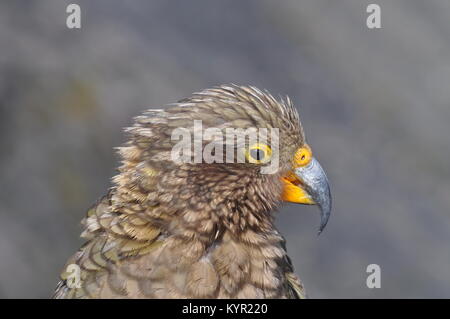 Kea, le seul perroquet alpin à la menace d'extinction, le pic d'Avalanche, Arthur's Pass, Nouvelle-Zélande Banque D'Images