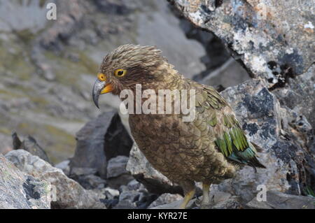 Kea, le seul perroquet alpin à la menace d'extinction, le pic d'Avalanche, Arthur's Pass, Nouvelle-Zélande Banque D'Images