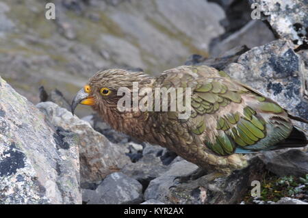 Kea, le seul perroquet alpin à la menace d'extinction, le pic d'Avalanche, Arthur's Pass, Nouvelle-Zélande Banque D'Images