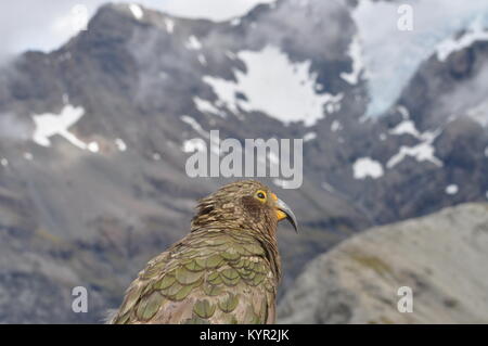 Kea, le seul perroquet alpin à la menace d'extinction, le pic d'Avalanche, Arthur's Pass, Nouvelle-Zélande Banque D'Images