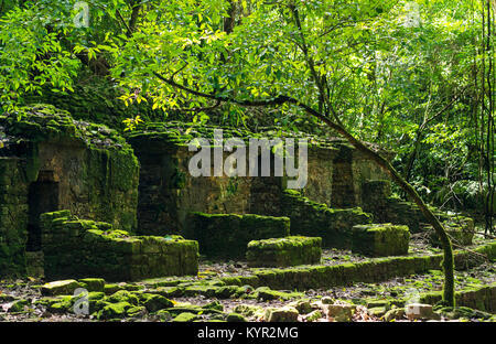 PALENQUE, MEXIQUE - le 29 novembre : ruines mayas repris par jungle luxuriante le 29 novembre 2016 à Palenque. Palenque a été déclaré site du patrimoine mondial par Banque D'Images