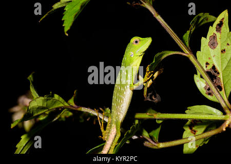 Lézard Vert à crête (Bronchocela cristatella), Tabin, Bornéo, Sabah, Malaisie Banque D'Images