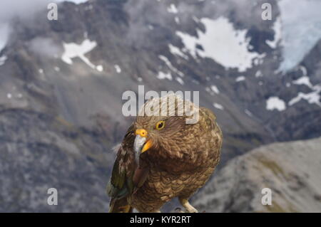 Kea, le seul perroquet alpin à la menace d'extinction, le pic d'Avalanche, Arthur's Pass, Nouvelle-Zélande Banque D'Images