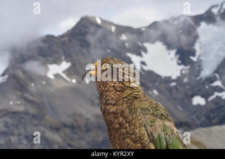 Kea, le seul perroquet alpin à la menace d'extinction, le pic d'Avalanche, Arthur's Pass, Nouvelle-Zélande Banque D'Images