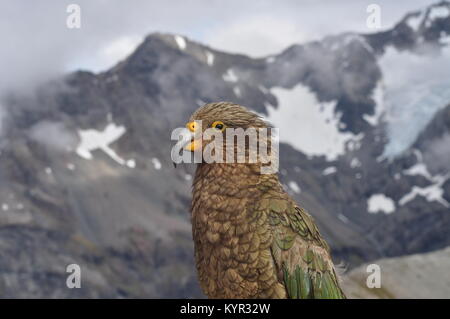 Kea, le seul perroquet alpin à la menace d'extinction, le pic d'Avalanche, Arthur's Pass, Nouvelle-Zélande Banque D'Images