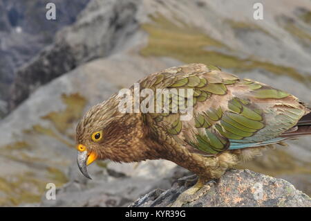 Kea, le seul perroquet alpin à la menace d'extinction, le pic d'Avalanche, Arthur's Pass, Nouvelle-Zélande Banque D'Images