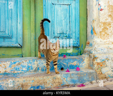 Brown Tabby cat kitten debout sur les escaliers en face d'une vieille porte en bois, peint en couleur, sur l'île grecque de Rhodes, Dodécanèse, Grèce, Europe Banque D'Images