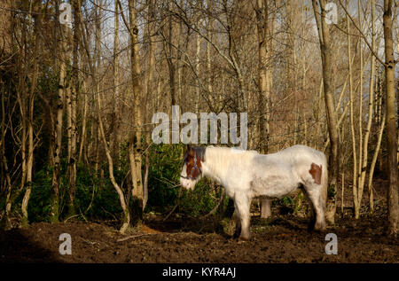 Irlande cheval blanc simple Gypsy Vanner Irish rafle cheval debout dans la boue. Banque D'Images