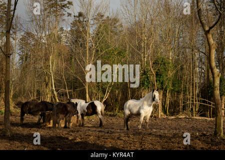 Ireland chevaux plusieurs Gypsy Vanner Irish rafle chevaux se nourrissant et se tenant dans un terrain boueux le jour d'hiver ensoleillé Banque D'Images