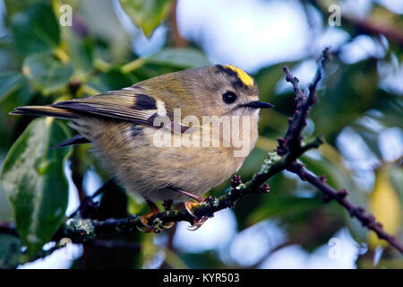 Goldcrest dans un arbre, Helston, Cornwall, England, UK. Banque D'Images