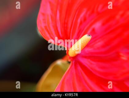 Macro, vue rapprochée de l'Anthurium - Fleur Fleur queue flamingo - laceleaf - fleur dans un bungalow jardin à Matale, Sri Lanka Banque D'Images