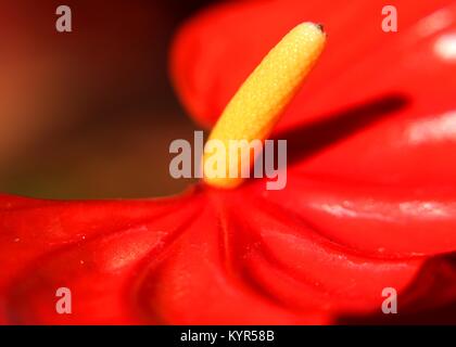 Macro, vue rapprochée de l'Anthurium - Fleur Fleur queue flamingo - laceleaf - fleur dans un bungalow jardin à Matale, Sri Lanka Banque D'Images