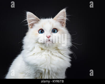 Portrait de blue eyed cat / ragdoll kitten sitting isolé sur fond noir à la lentille Banque D'Images