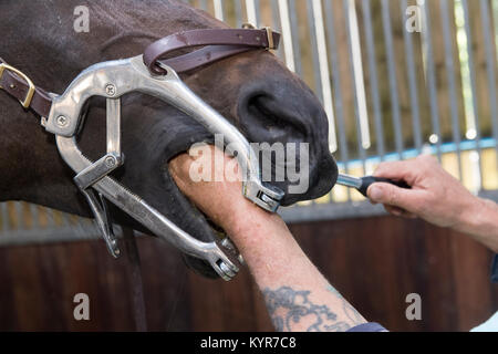 Dentiste équin travaillant sur les dents d'un cheval throughbred. North Yorkshire, UK. Banque D'Images