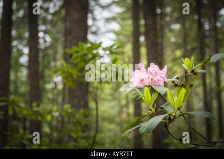 Fleurs rose rouge des fleurs de rhododendron Rhododendron à appartements dans l'E.C. Le parc provincial Manning Banque D'Images