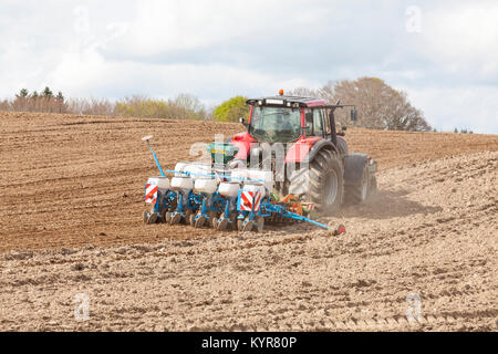 La culture de printemps plantation d'agriculteurs de maïs, Zea mays, à l'aide d'un Monosem NG4 plus semoir pneumatique pour percer et un champ de semences agricoles en jachère Banque D'Images