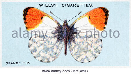 Orange Tip Butterfly, illustration vintage de 1927 Banque D'Images