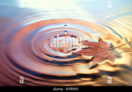 Des feuilles sèches marple sur surface de l'eau, des bagues de gouttes d'eau. Arrière-plan de l'automne aux couleurs Banque D'Images