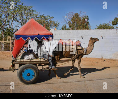 Caravane de chameaux à Pushkar, Rajasthan, Indien Banque D'Images