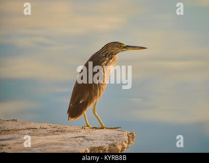 Indian Pond heron (Ardeola grayii) sur le lac Pushkar, Pushkar, Rajasthan, India Banque D'Images