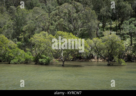 Apple Tree Creek de pique-nique dans la région de Ku Ring gai Chase National Park au nord de Sydney, Australie Banque D'Images