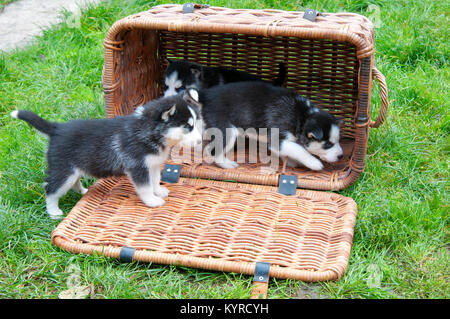 Chiot husky dans un panier Banque D'Images