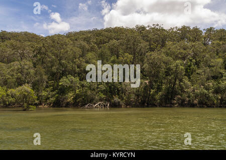 Apple Tree Creek de pique-nique dans la région de Ku Ring gai Chase National Park au nord de Sydney, Australie Banque D'Images