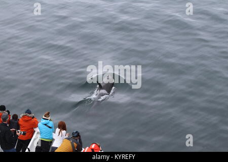 Orca en Antarctique Banque D'Images