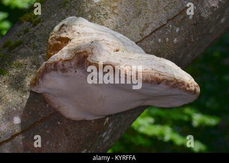 L'Amadou (champignon polypore, sabot Fomes fomentarius) sur un journal Banque D'Images