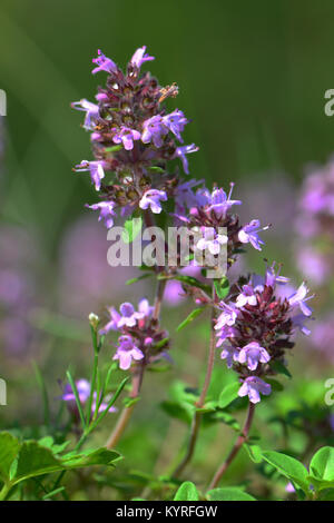 Thym commun (Thymus vulgaris), la floraison Banque D'Images