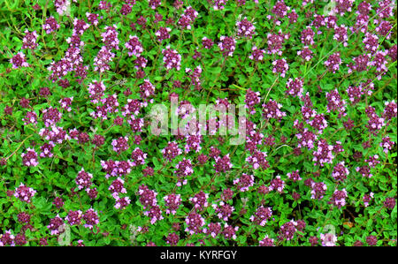 Thym commun (Thymus vulgaris), la floraison Banque D'Images