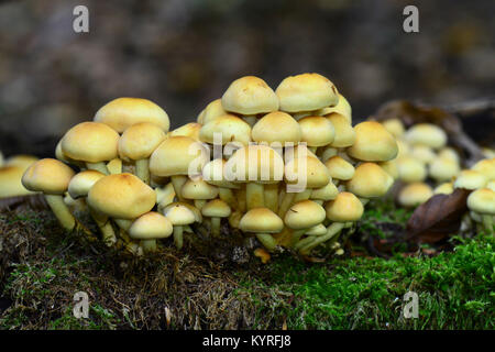 Touffe de conifères, fumé sans branchies Naematoloma (Psilocybe capnoides, Hypholoma capnoides) beaucoup d'organes de fructification de ce champignon comestible Banque D'Images