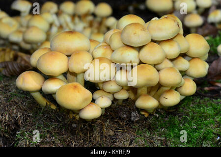 Touffe de conifères, fumé sans branchies Naematoloma (Psilocybe capnoides, Hypholoma capnoides) beaucoup d'organes de fructification de ce champignon comestible Banque D'Images