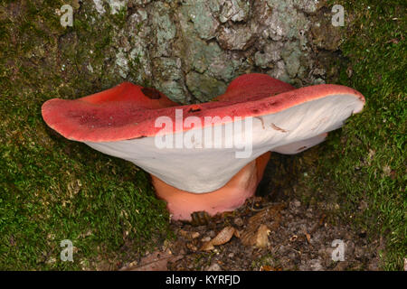 Émincé de champignon, champignon chêne rouillée (Fistulina hepatica), organe de fructification Banque D'Images