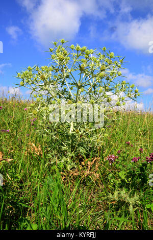 Holly Mer, champ Eryngo (Eryngium campestre), flowering plant Banque D'Images