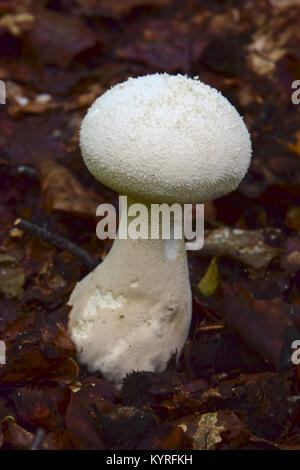 Pilon à tiges longues ou vesse (Calvatia excipuliformis puffball , Lycoperdon excipuliforme, Calvatia saccata) Banque D'Images