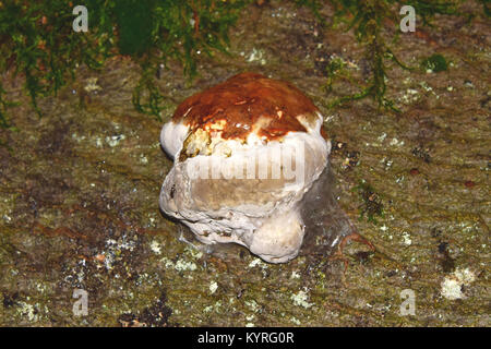 L'Amadou (champignon polypore, sabot Fomes fomentarius) sur un journal Banque D'Images